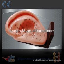 ISO 22CM Ear acupuncture model,acupuncture ear